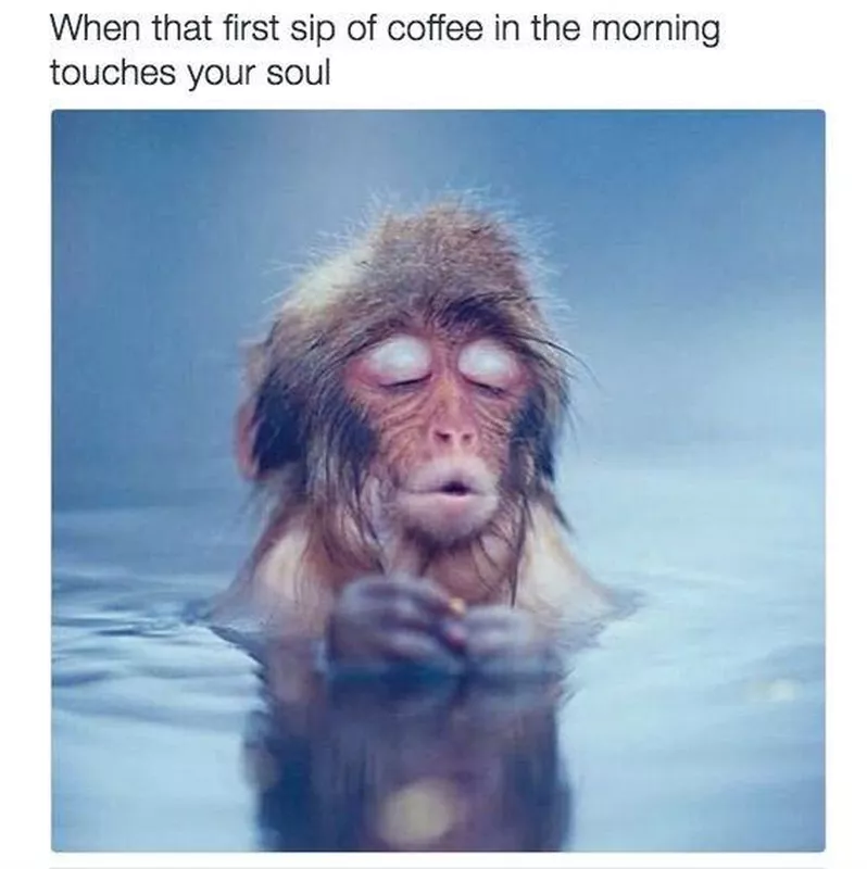 Cute Monkey Relaxing