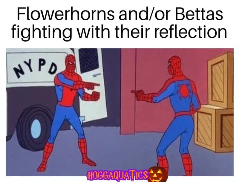 Beta memes