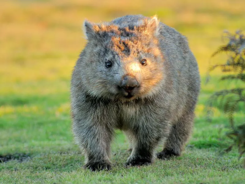 Wombats