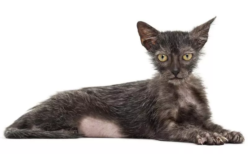 Lykoi Cats