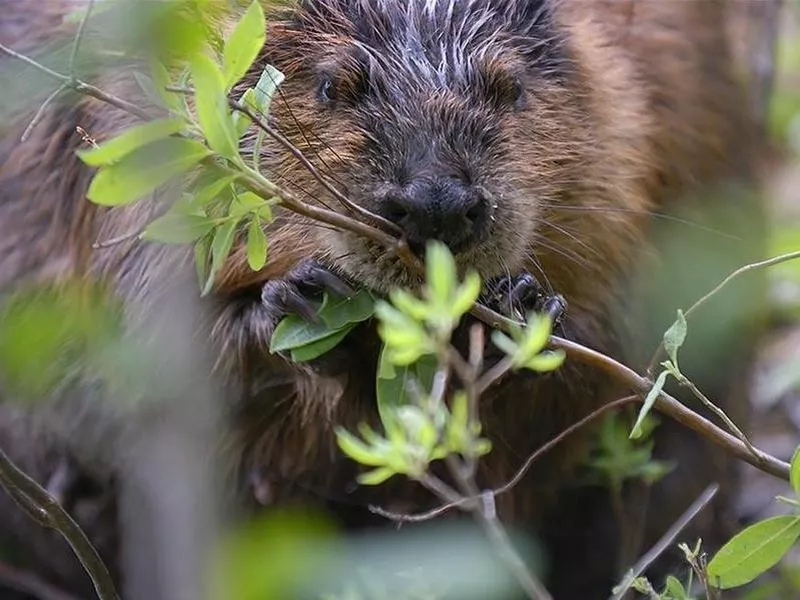 beaver