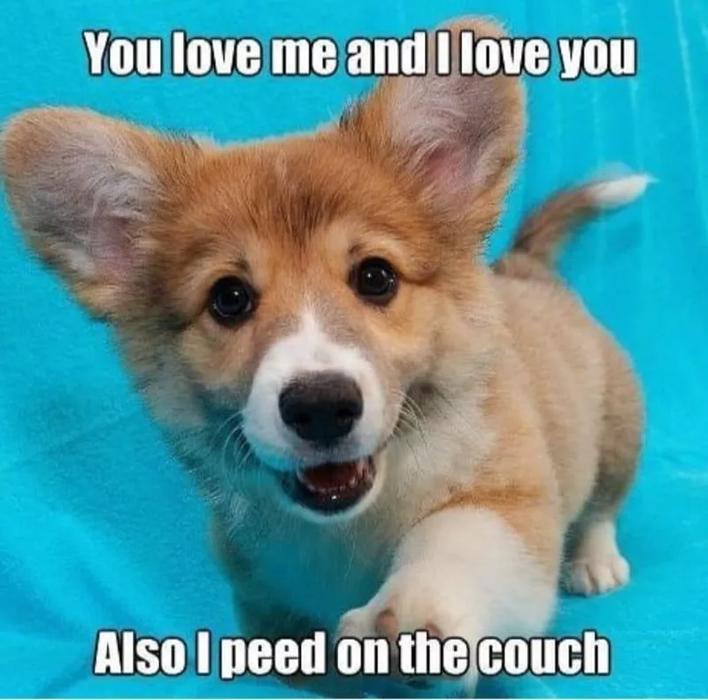 Cute Corgi puppy