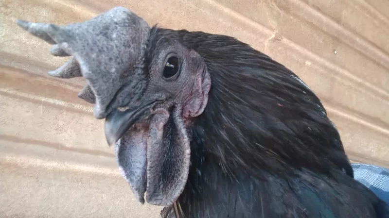 Kadaknath's face