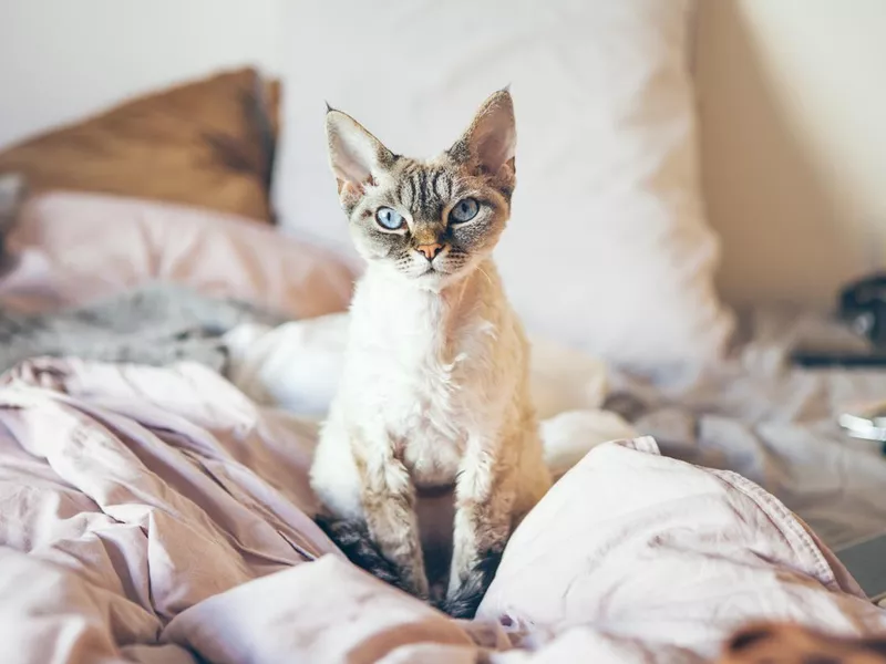 Devon Rex