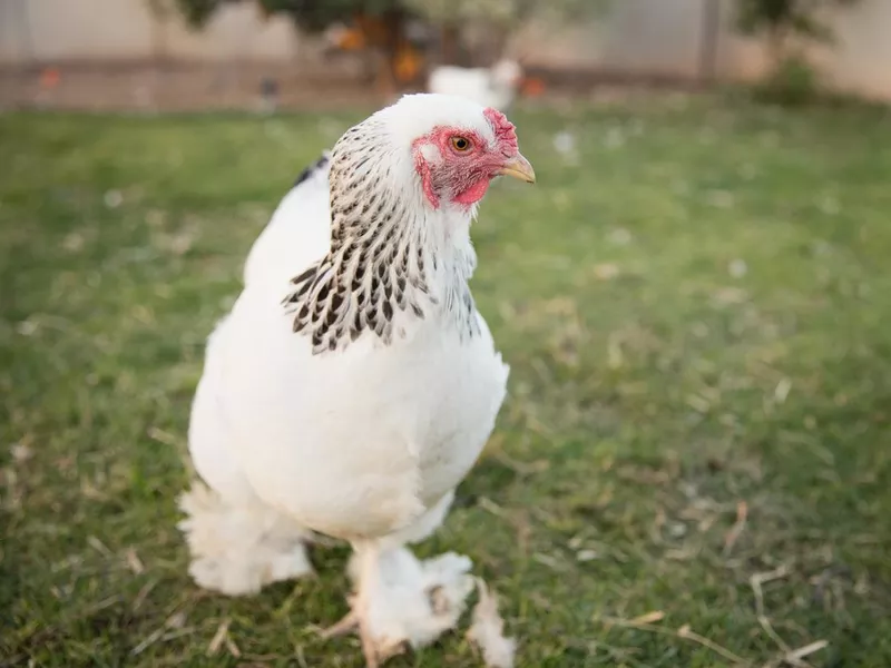 Brahma Chicken