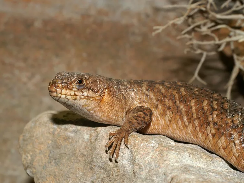 Gidgee Skink