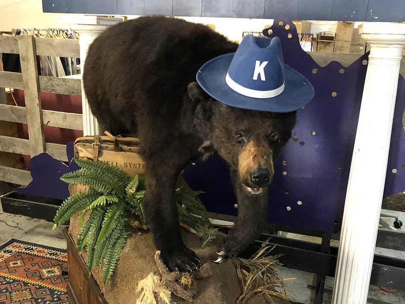 Cocaine Bear