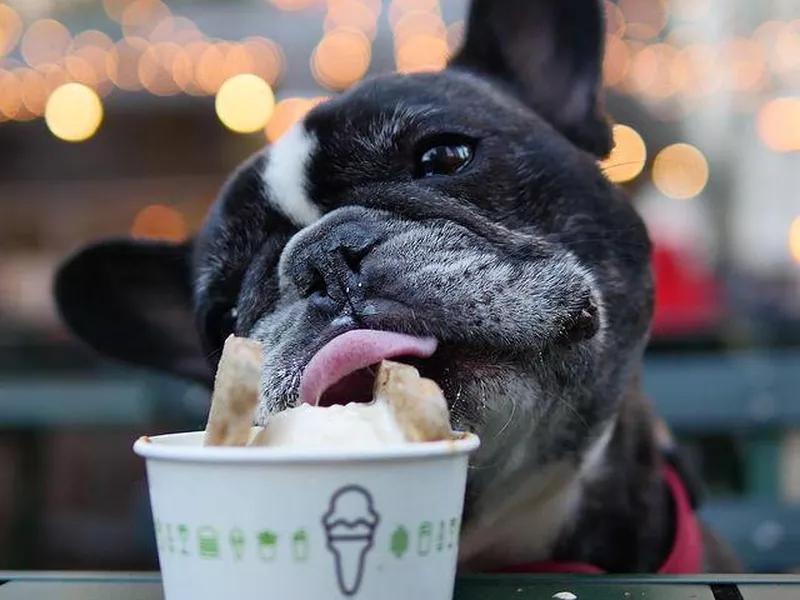 Shake Shack Dog Restaurant