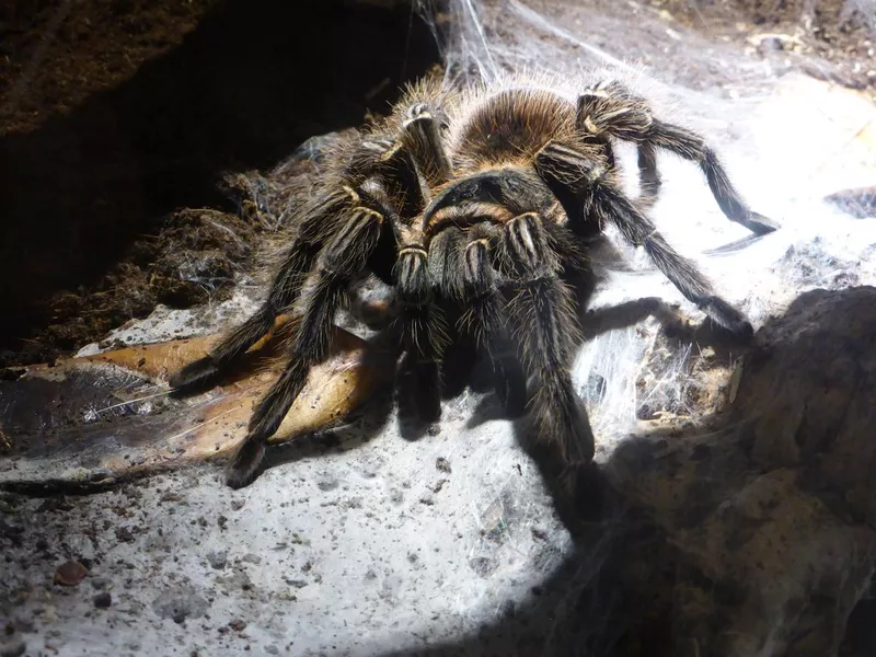 Goliath Birdeater Tarantula