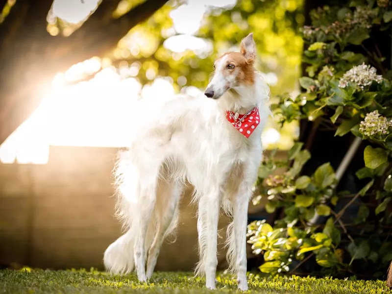Borzoi