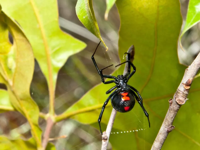 Black Widow