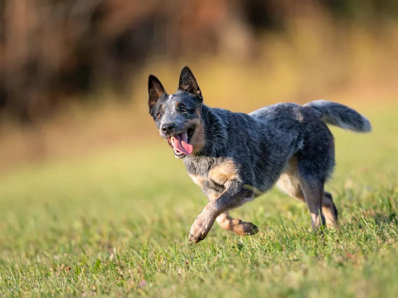 Australian cattle dog running