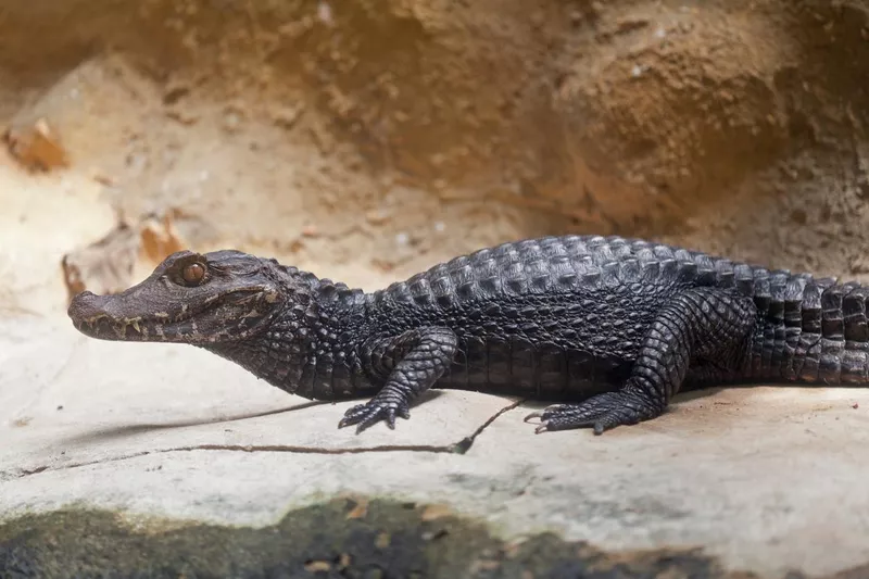 Dwarf caiman at a zoo