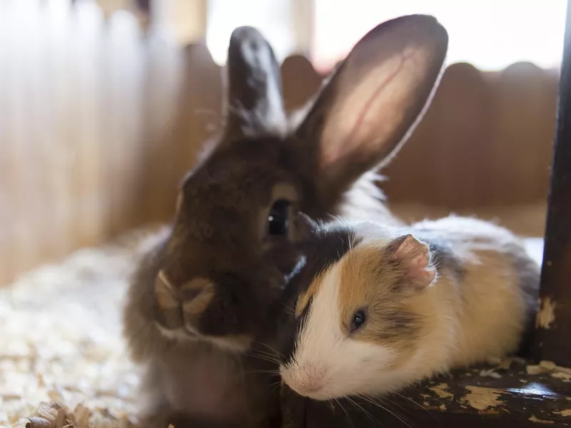Guinea pig and a rabbit lie side by side