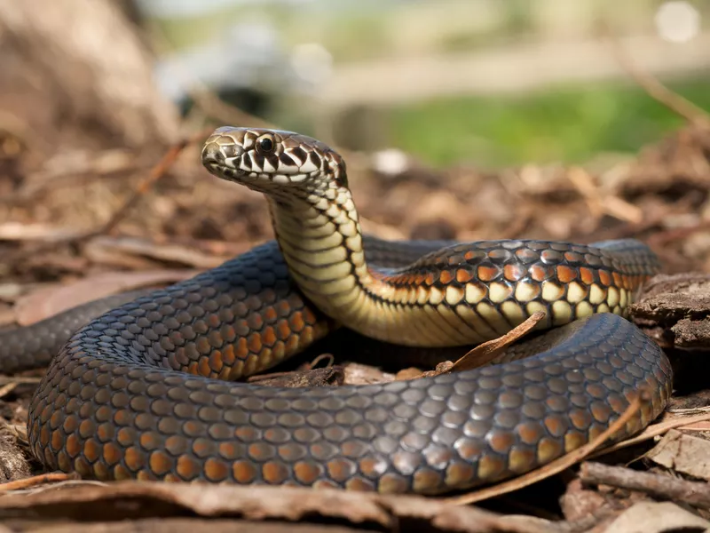 Copperhead snake in the leaves