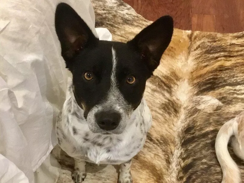 A cute black and white dog