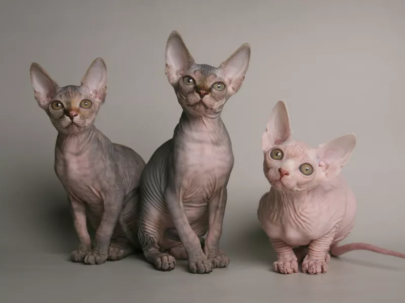 Cute sphynx kittens
