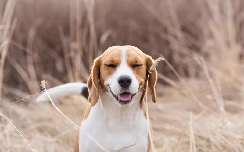 Dog sneeze