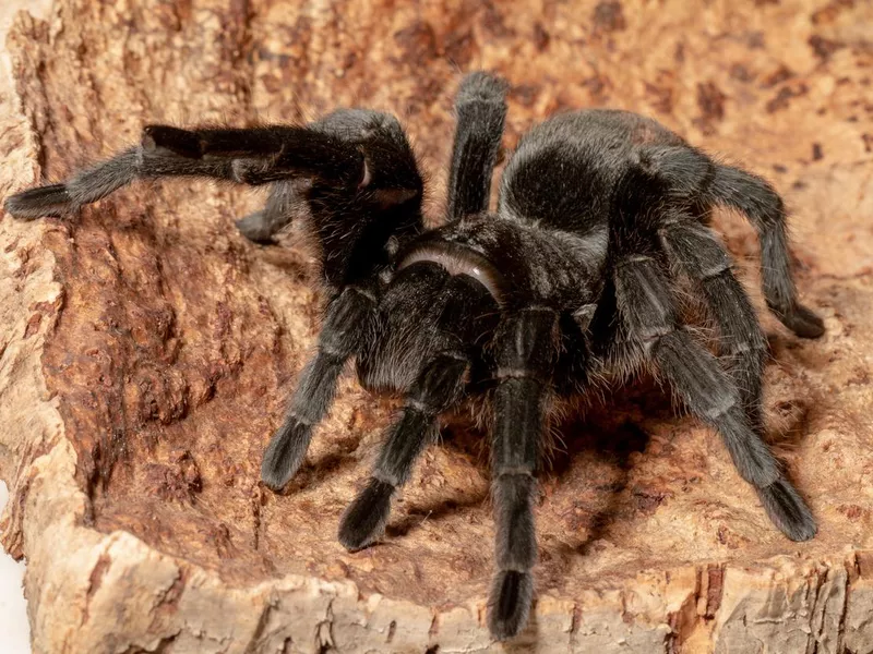 Brazilian Black Tarantula