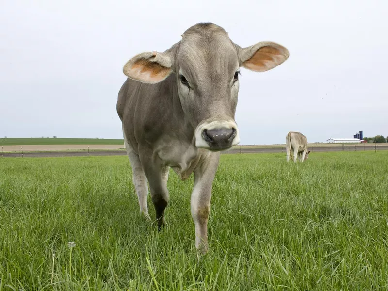 Brown Swiss