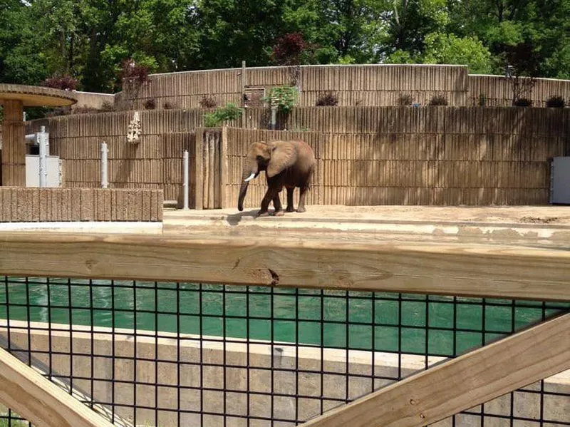 Elephant on concrete flooring