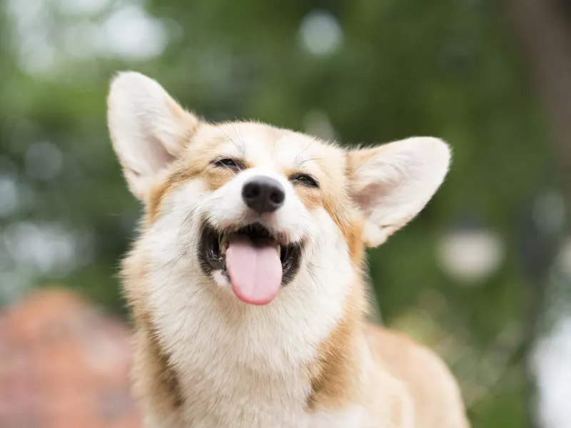 Corgi smiling