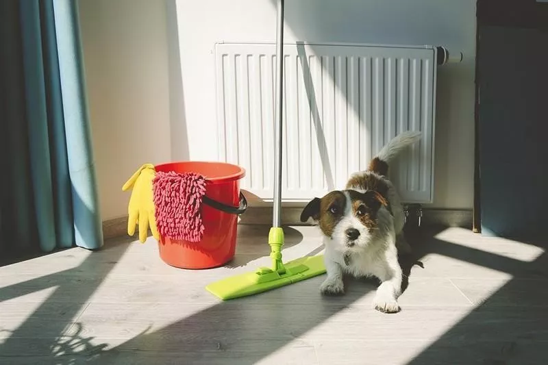 Dog with cleaning supplies
