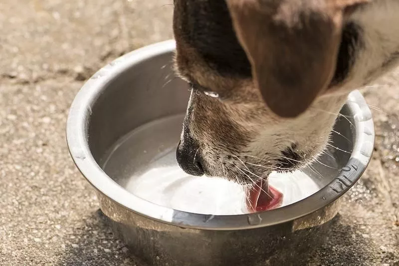 Dog drinking water