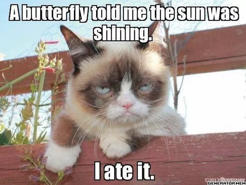 Butterflies in the sun