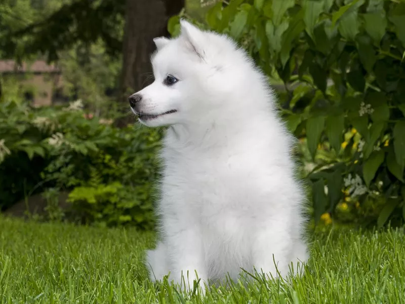 American Eskimo Puppy
