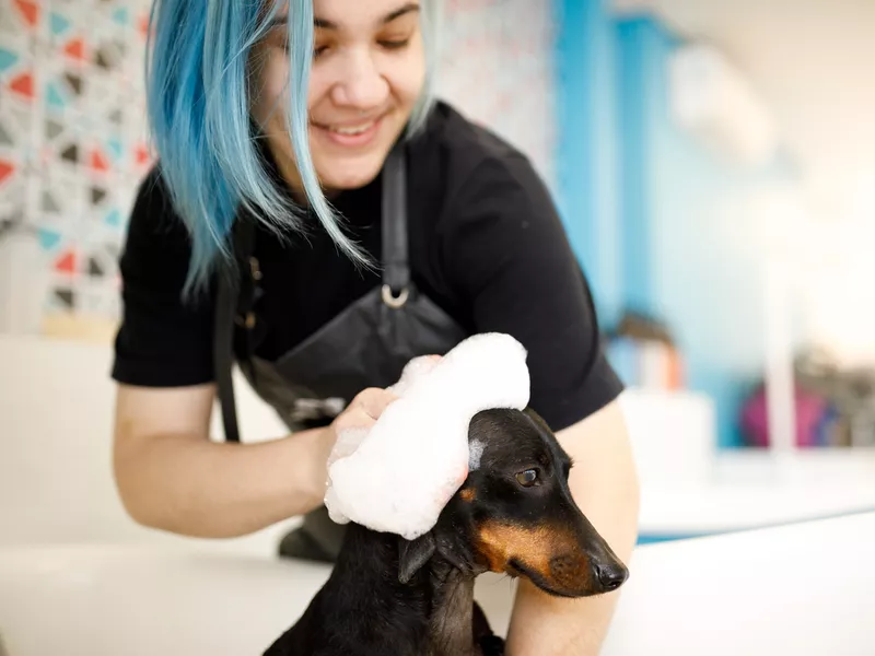 Groomer washing small dog in pet salon