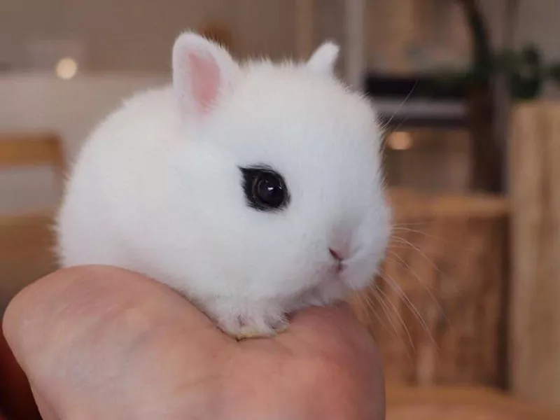 Dwarf Hotot