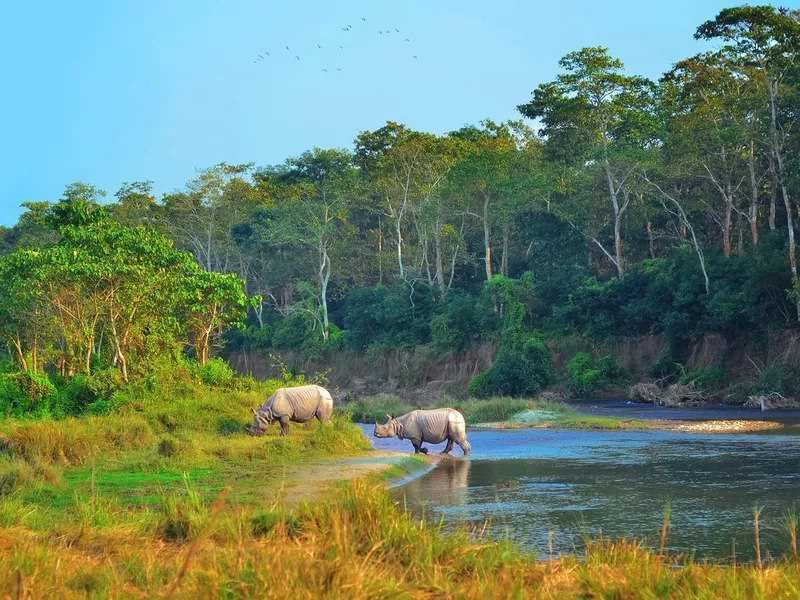 Indian rhinoceroses in Chitwan, Nepal