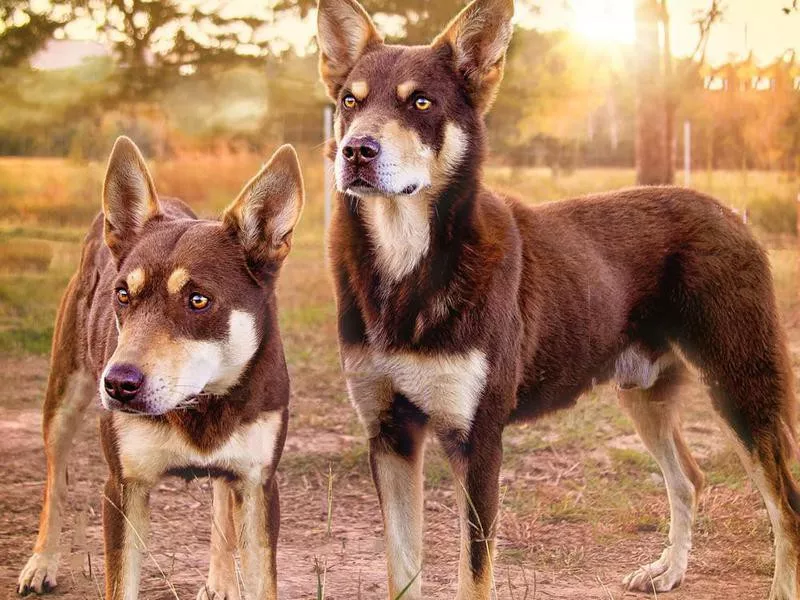 Australian kelpie