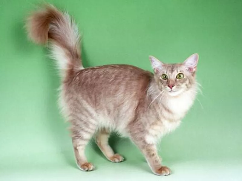 Javanese Cat