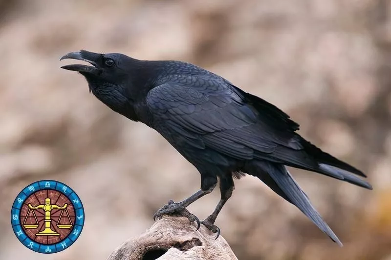 Raven
