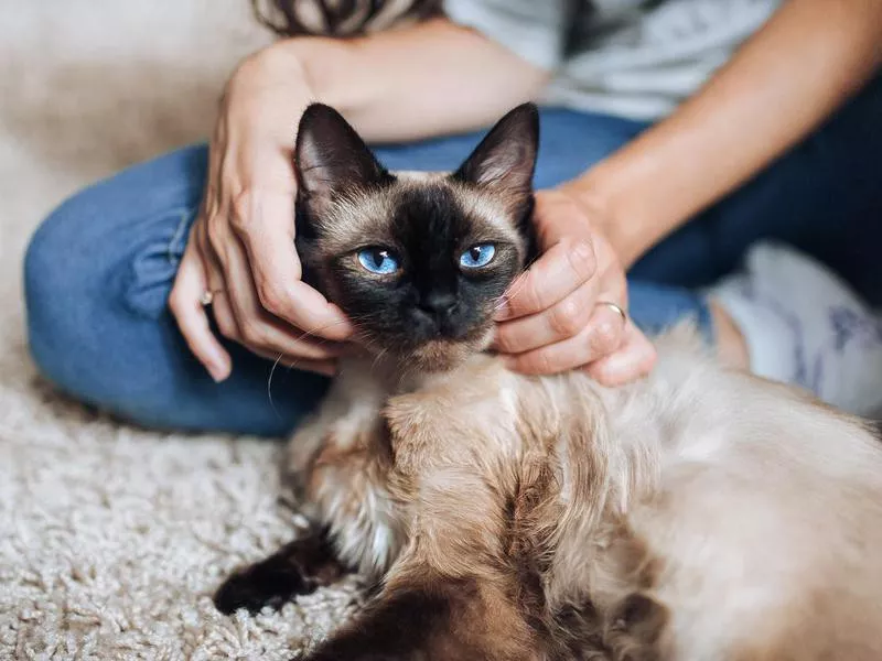 A contented snout of a close-up of a cat and a man's hand. The girl and the owner of his pet pet Siamese cat lying on the floor.
