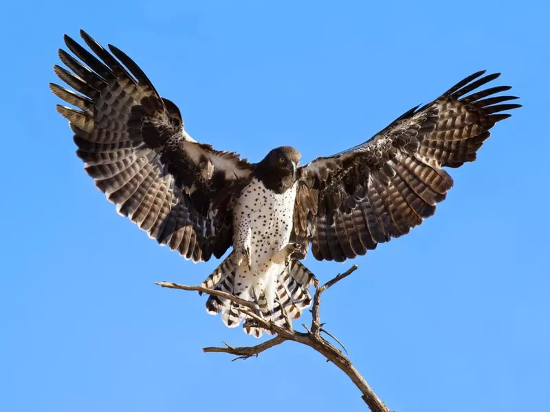 Martial Eagle landing on perch