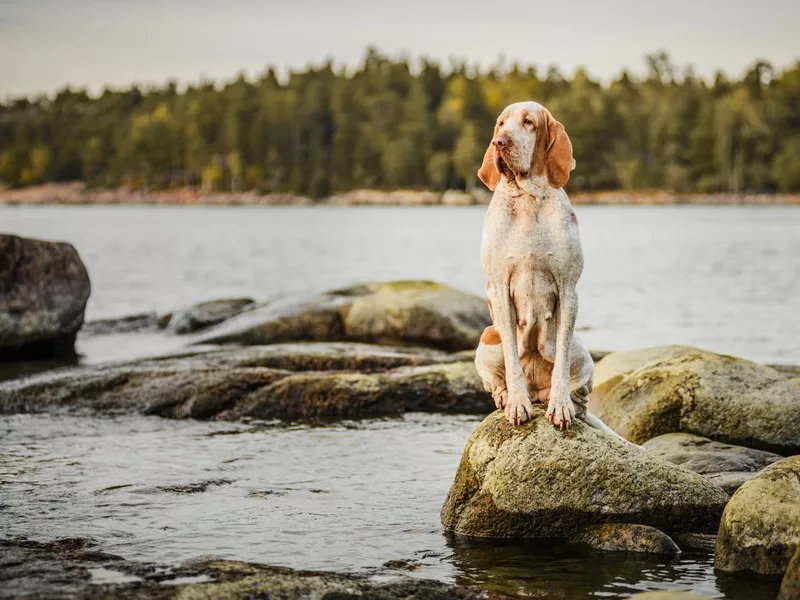 Beautiful Bracco Italiano pointer on rocks at sea landsape