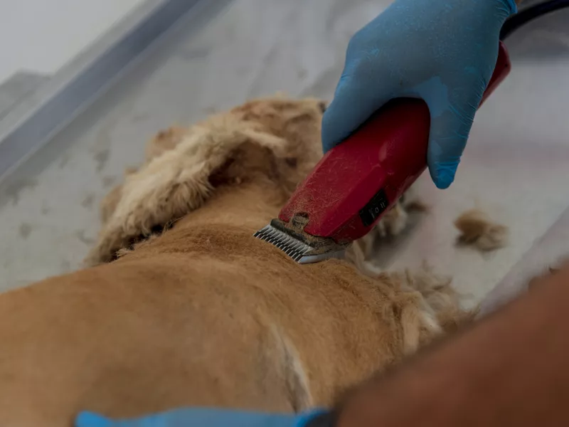 Dog shave