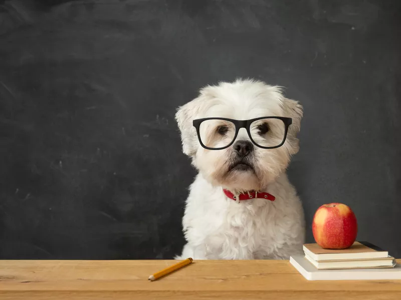 Dog sitting at school desk