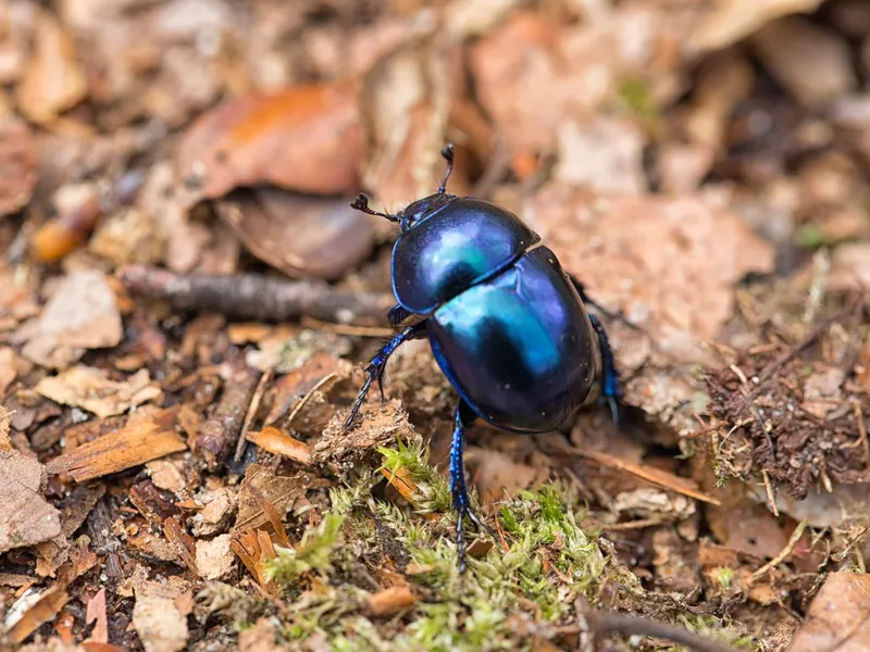 Dung beetle