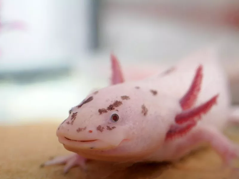 Axolotl headshot