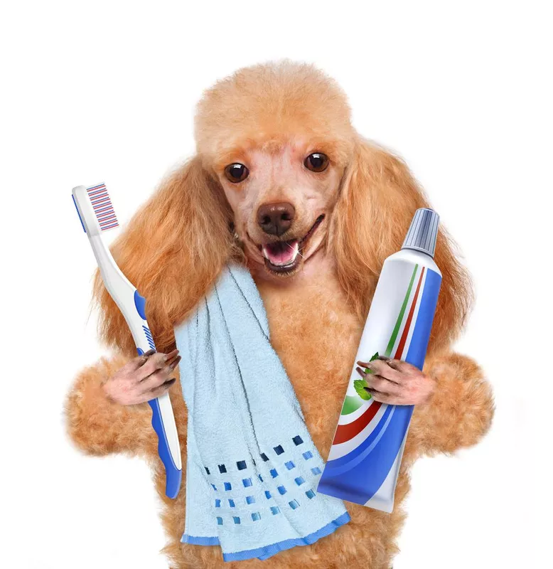 Brushing teeth dog