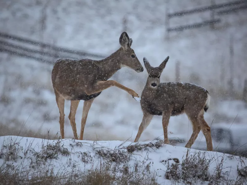 Couple of young deer on a snowy meadow