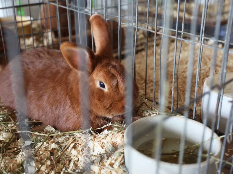 Brown rabbit in cage at county fair.