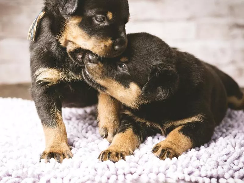 Rottweiler puppies