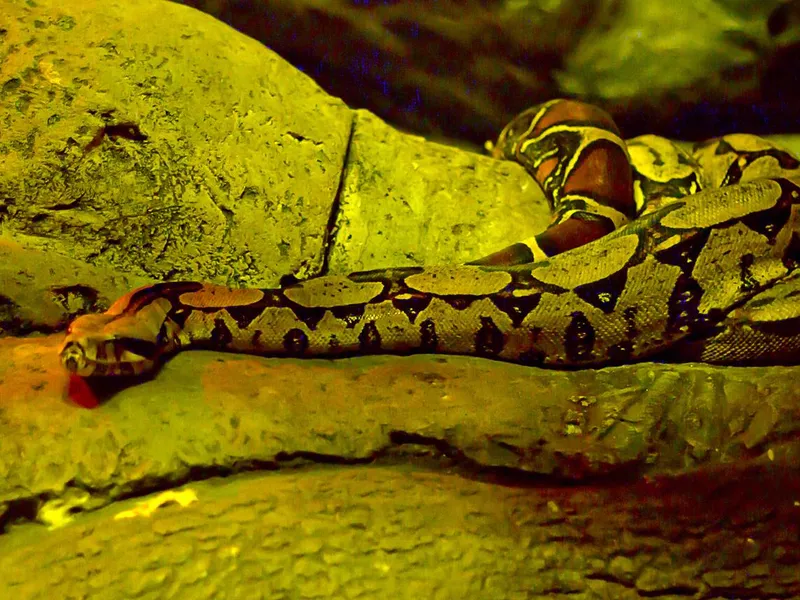 Red Tailed Boa