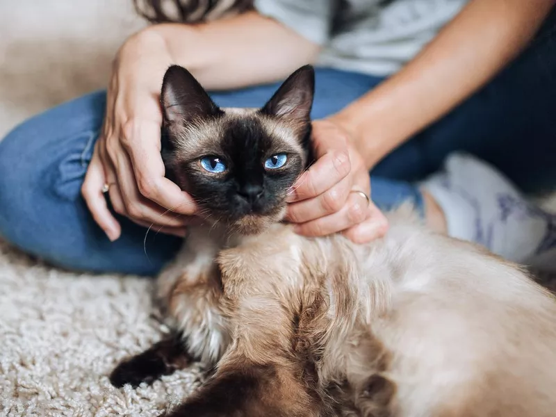 Siamese cat with family