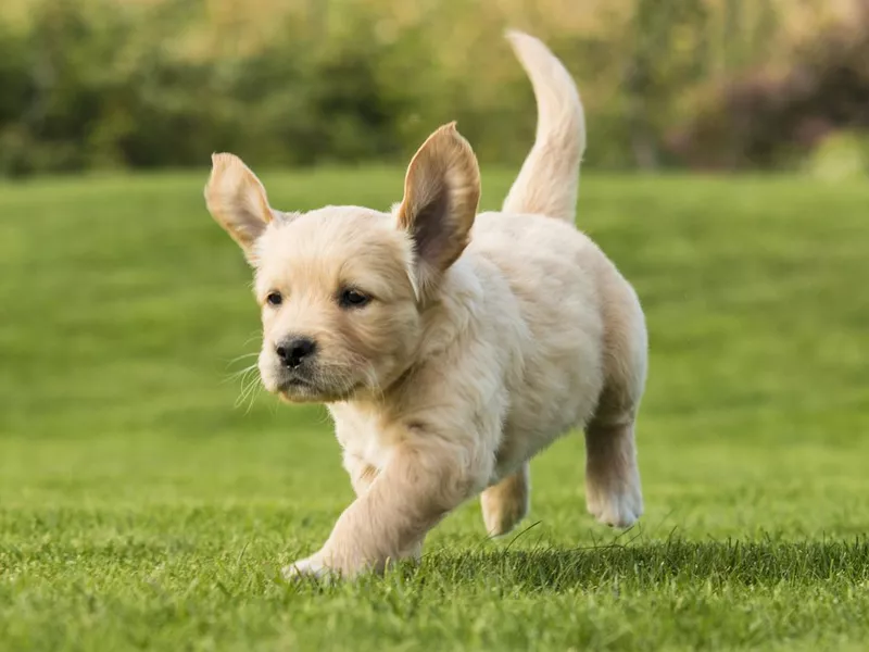 Golden Retriever Puppy